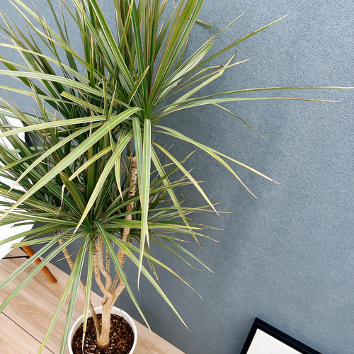 現品］1番 ドラセナ コンシンネ トリカラー 8号 観葉植物 室内 大型