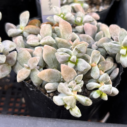 ラブバード 大きめ エケベリア カット苗 韓国苗 多肉植物 多肉植物