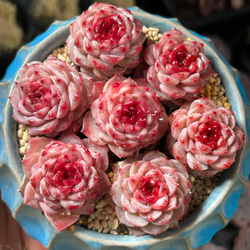 お買い得　早い者勝ち　多肉植物　人気ドロサンテマム キラキラ　超豪華 20品種 お買い得 早い者勝ち 人気ドロサンテマム キラキラ 20品種 2025 超豪華