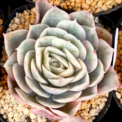 レッドベリー錦 斑入り セダム 韓国苗 多肉植物 多肉植物 プクニク