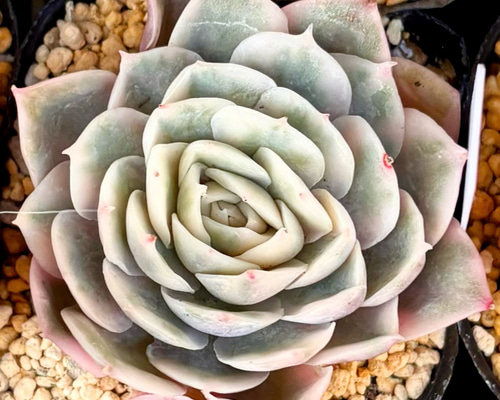 オウンスロー錦 エケベリア 韓国苗 多肉植物 多肉植物 プクニク 通販