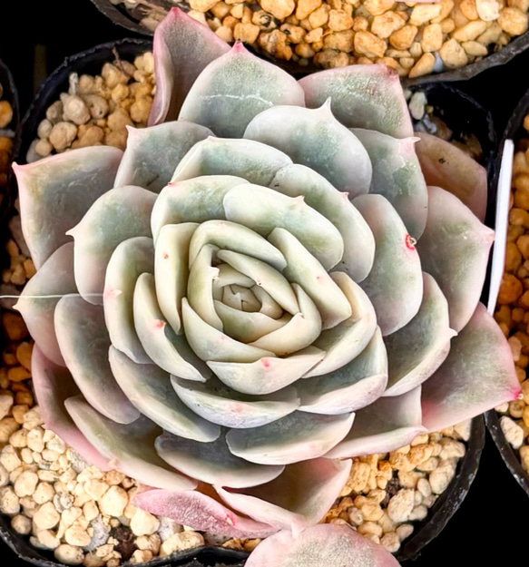 オウンスロー錦 エケベリア 韓国苗 多肉植物 多肉植物 プクニク 通販