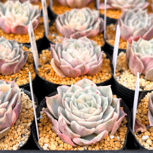 オウンスロー錦 エケベリア 韓国苗 多肉植物 多肉植物 プクニク 通販