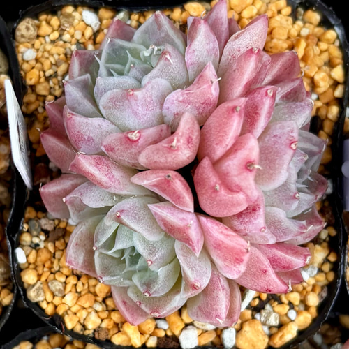 シェリー エケベリア 韓国苗 多肉植物 多肉植物 プクニク 通販