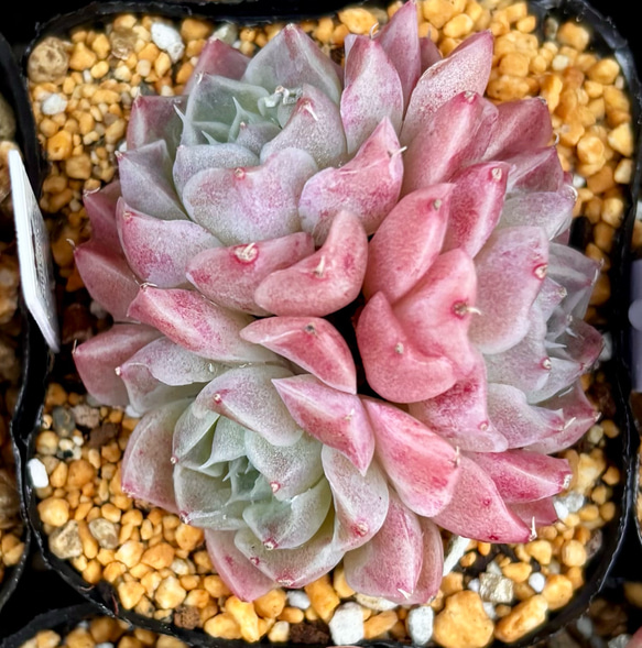 シェリー エケベリア 韓国苗 多肉植物 多肉植物 プクニク 通販