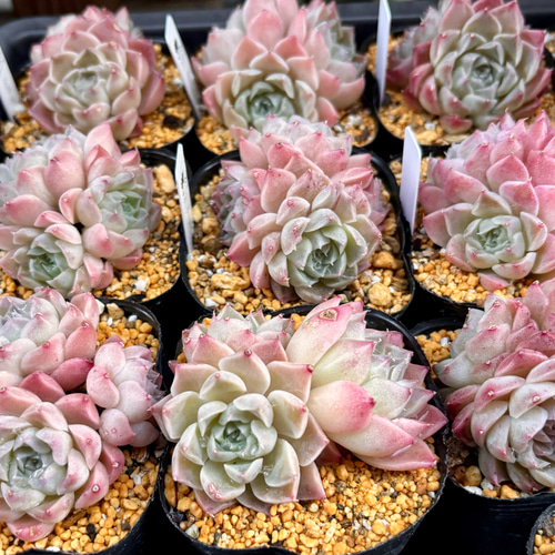 シェリー エケベリア 韓国苗 多肉植物 多肉植物 プクニク 通販