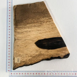 ▦きのかたち：色とりどりの不揃いコースター／セットⅡ「黒柿terzetto」│coaster Wood 4枚目の画像