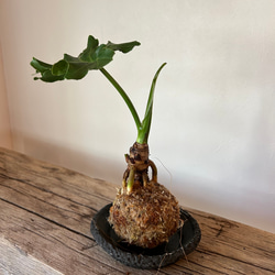 森の香りたっぷりXmasフライングボール リース モモノキ 通販 18437809