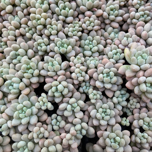 多肉植物 ぷくぷく系 Daphne 3-4頭 モス付き 1株 多肉植物 愛多肉-(AI