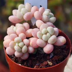 特価❣️ドロサンテマ キラキラ　レインボーキャンディーボール　抜き苗　１株 特価❣️ドロサンテマ キラキラ レインボーキャンディーボール 抜き苗