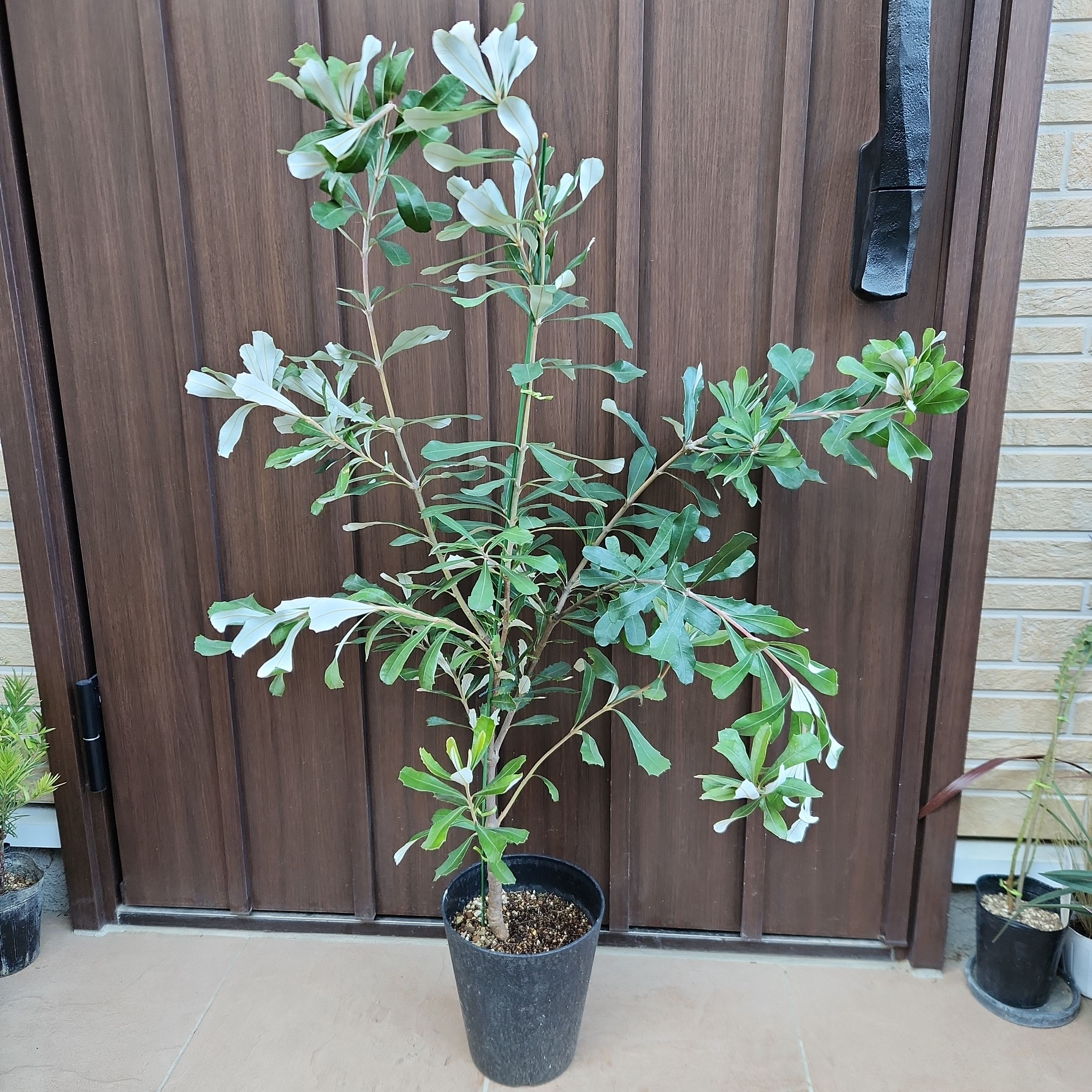 コーストバンクシア　鉢植え40　苗　苗木　ワイルドフラワー　オージープランツ　ロックガーデン　ドライガーデン