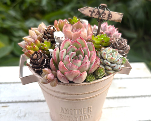 ★多肉植物　寄せ植え〜手作り　木製手押しカート　中　ピンク〜★ ☆多肉植物 寄せ植え〜手作り 木製手押しカート 中 ピンク〜 多肉植物