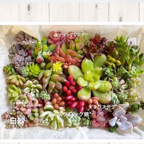 ちまちまちいさな寄せ植えSet b 多肉植物 annemoca 通販 20289339