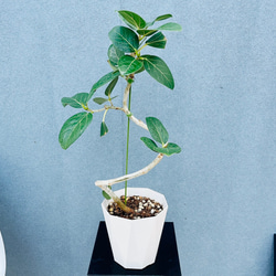 現品］【希少】2番 エピプレムヌム ピナツム セブブルー 8号 観葉植物