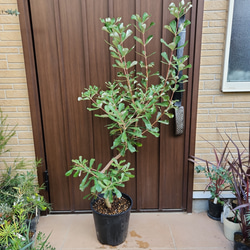 バンクシア ドライフラワー のおすすめ人気通販 検索結果｜Creema