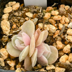 ピュアラブ＊エケベリア＊多肉植物＊抜き苗 多肉植物 ＊N＊ 通販