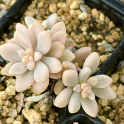 ティンカーベル錦(7-75)＊多肉植物＊抜き苗 多肉植物 ＊N＊ 通販