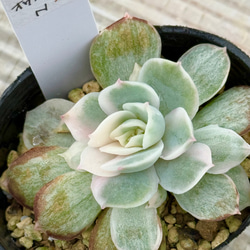 多肉植物＊トップシータービー＊抜き苗 多肉植物 ＊N＊ 通販 12895453