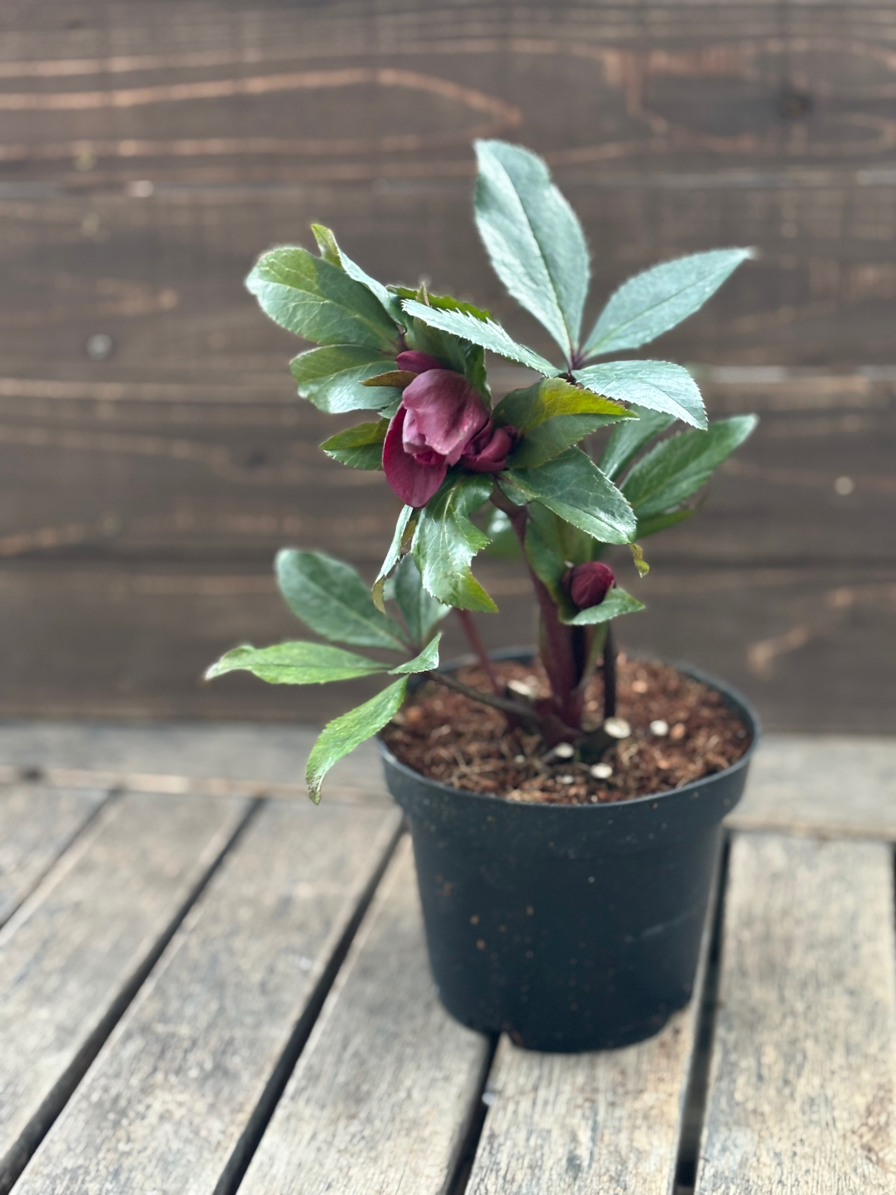 ＊クリスマスローズ＊ 氷の薔薇「レッドロマンス」深紅の薔薇