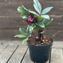 スキミア「マジック マルロー」6号 斑入りの葉 蕾がいっぱい 豪華 お