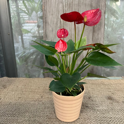 ハオルチオプシス スカブラ IB514 / 多肉植物 ハオルチア ハオルチオプシス セット スカブラ他 - メルカリ
