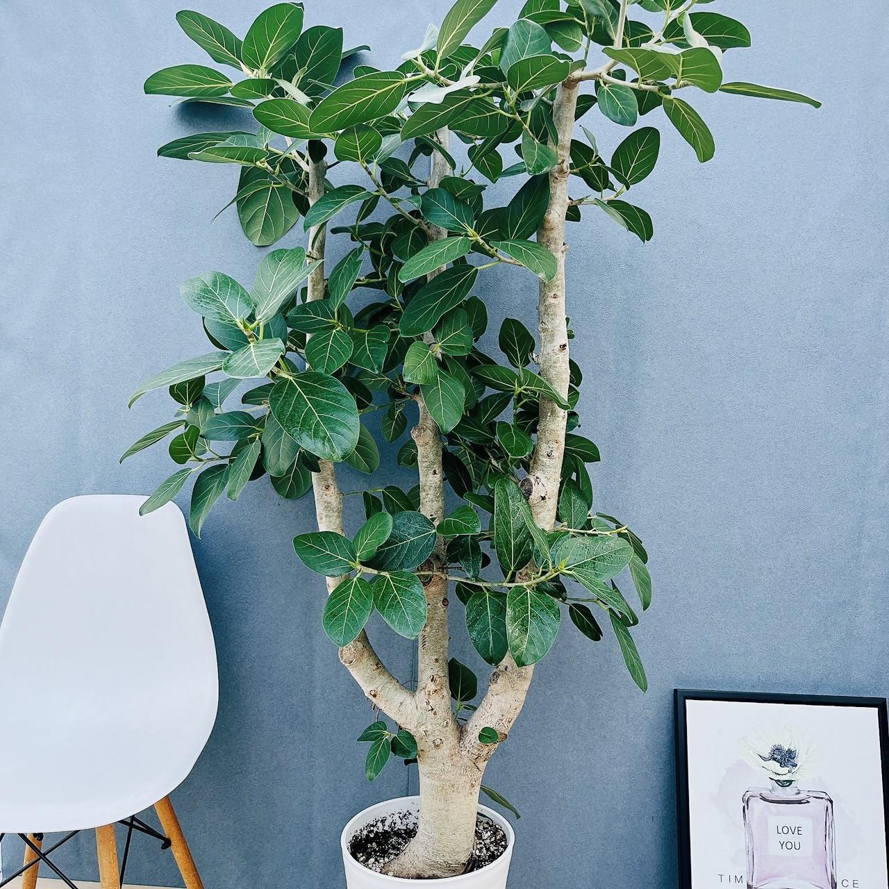 ［現品］99番　フィカス　ベンガレンシス　10号　観葉植物　室内　大型　ゴムの木　人気　幹極太　おしゃれ 特大