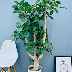 現品］【希少】2番 エピプレムヌム ピナツム セブブルー 8号 観葉植物