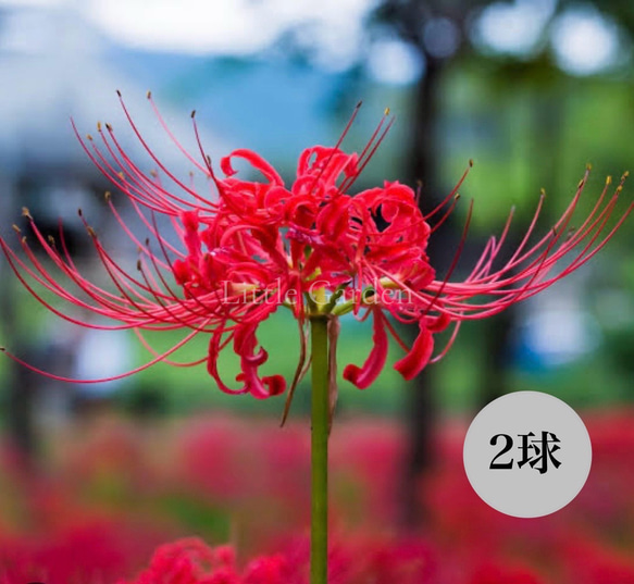 芽出し球根♡ 彼岸花 リコリス ラジアータ アートフラワー Little