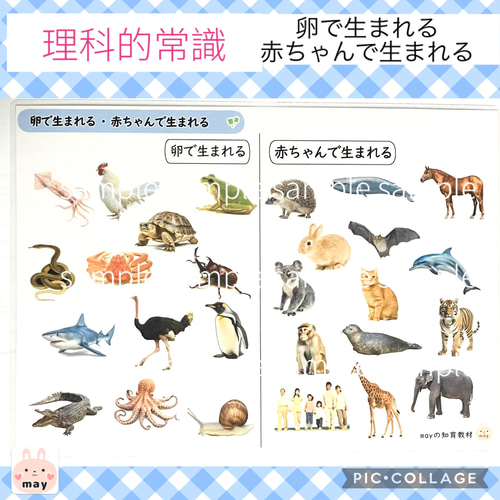 ぴ　理科的常識一覧表６種＋2種　まとめセット 理科的常識表 6種セット 小学校受験 家庭学習 おもちゃ・人形 may