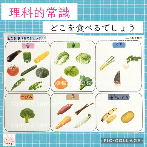 ぴ　理科的常識一覧表６種＋2種　まとめセット 理科的常識表 6種セット 小学校受験 家庭学習 おもちゃ・人形 may