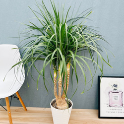 現品］【希少】2番 エピプレムヌム ピナツム セブブルー 8号 観葉植物