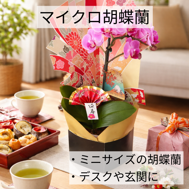 お色おまかせ♡お正月♡胡蝶蘭♡マイクロ胡蝶蘭♡
