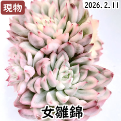 エリークイーン【エケベリア 多肉植物】 多肉植物 エケベリアSKETCH