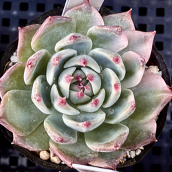 スターモンロー エケベリア カット苗 韓国苗 多肉植物 多肉植物