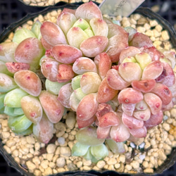 千本桜 エケベリア 韓国苗 多肉植物 多肉植物 プクニク 通販 20292673