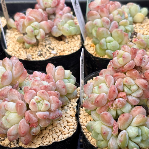 千本桜 エケベリア 韓国苗 多肉植物 多肉植物 プクニク 通販 20292673