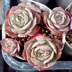 在庫2❣️スターモンロー❣️カット苗 ランダム配送 エケベリア 寄せ植え 多肉植物 在庫2❣️スターモンロー❣️カット苗 ランダム配送 エケベリア 寄せ