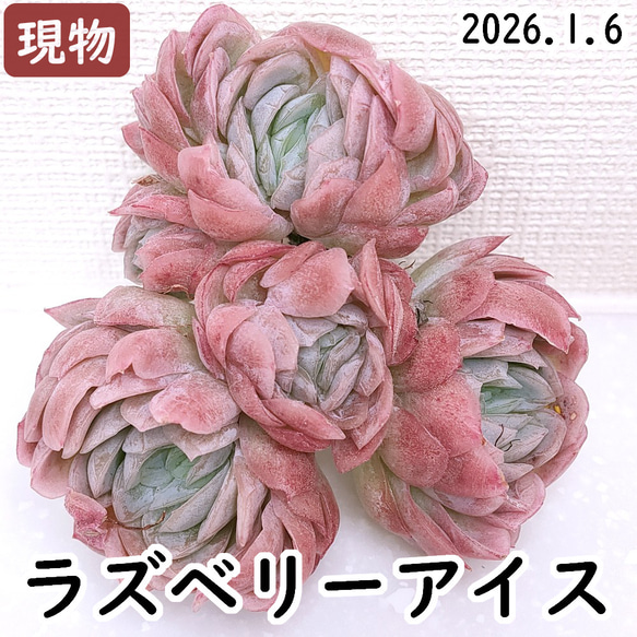 多肉植物 ラズベリーアイス 8個 多肉植物 ラズベリーアイス 8個 【公式通販】