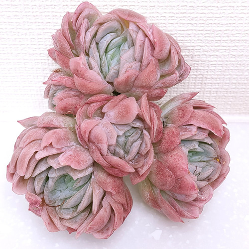 ラズベリーアイス (未発根)【エケベリア 多肉植物】 多肉植物