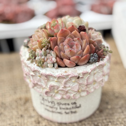 そのまま飾れる多肉植物寄せ植え 多肉植物 ba-boo house 通販 17541537