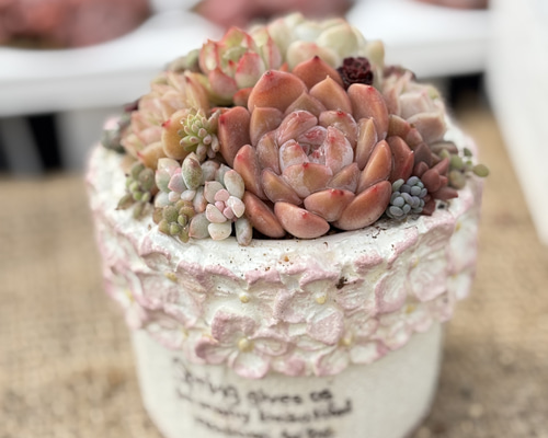 ☆Rabbit♡リメイク鉢☆そのまま飾れる多肉植物の寄せ植えちまちまリメ