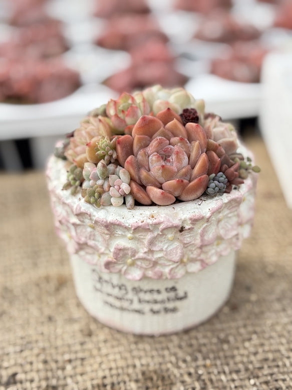 そのまま飾れる多肉植物寄せ植え(ピンクの花リメ鉢) 冬季限定❣️ 多肉