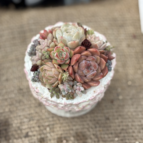 ☆Rabbit♡リメイク鉢☆そのまま飾れる多肉植物の寄せ植えちまちまリメ