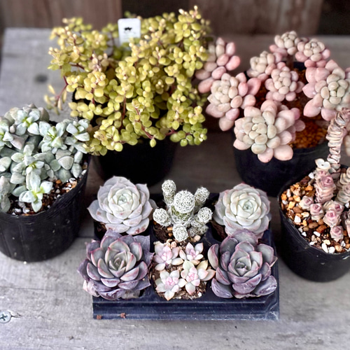 ピンクパンパン◎多肉植物 カット苗 韓国苗 エケベリア等 ピンクパンパン◎多肉植物 カット苗 韓国苗 エケベリア等 多肉植物