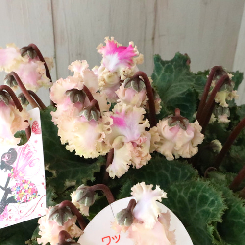 豪華フリンジ♡フェアリーピコ♡プチダブル♡ホワイト♡ アート