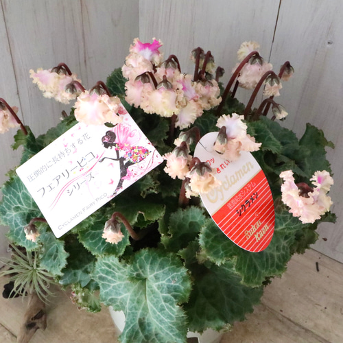 豪華フリンジ♡フェアリーピコ♡プチダブル♡ホワイト♡ アート