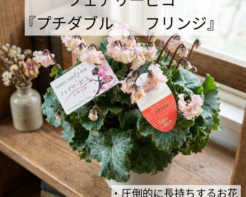 幸子No.T2620シルク×蓮花モチーフハンドメイドアオザイ5点セット Amazon.com: Jmkcoz Lace Handheld Folding Fan Embroidered Flower