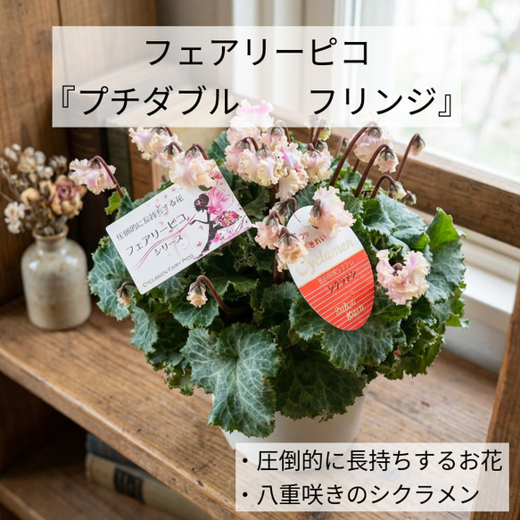 豪華フリンジ♡フェアリーピコ♡プチダブル♡ホワイト♡ アート