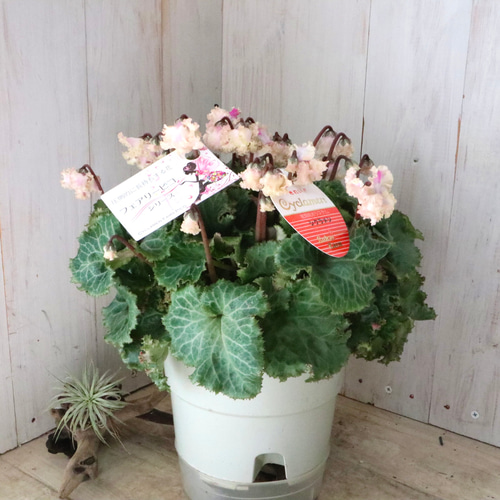 豪華フリンジ♡フェアリーピコ♡プチダブル♡ホワイト♡ アート