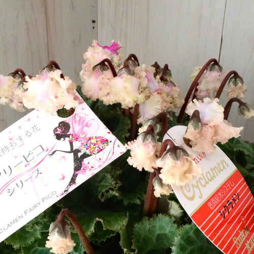 豪華フリンジ♡フェアリーピコ♡プチダブル♡ホワイト♡ アート